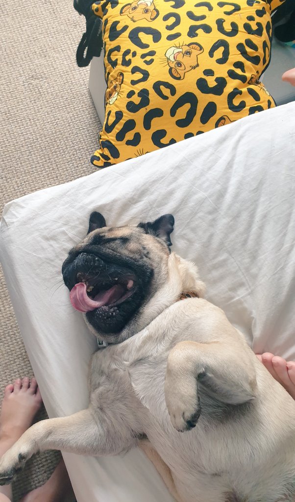 Harvey_pug's tweet photo. #heatwaveuk was tough on this puggy! Glad for a little coolness today, can sleep better! #yawningpug  #PawsUp https://t.co/sYHzk4hmke