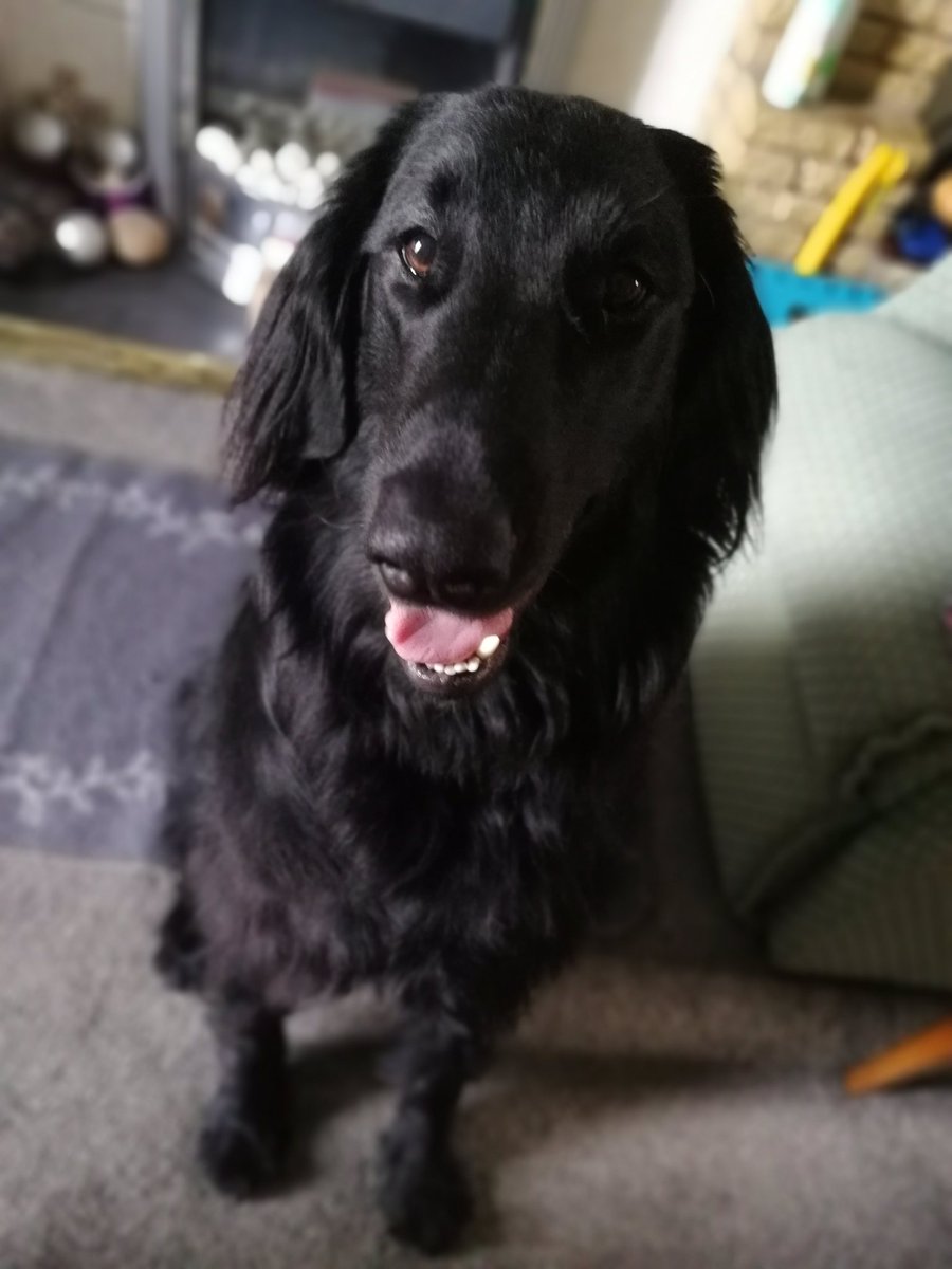 pawfectlyplus's tweet photo. @The_Blue_Cross Here's my handsome Flatcoat, Onyx! #nationaldogphotographyday https://t.co/DkQgrE34Za