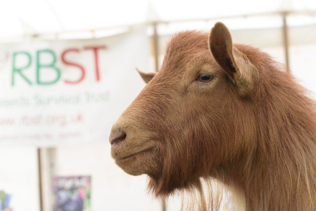 Seen <a href="/royallancsshow/">Royal Lancs Show</a> <a href="/RBSTrarebreeds/">RBST</a>