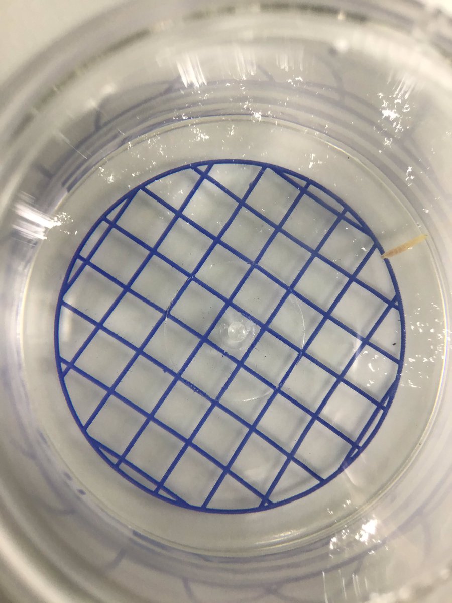 TWeek2019's tweet photo. #whitegroup #thinkweek our first bugs ๐ท๐ https://t.co/JUdPfQfM0h