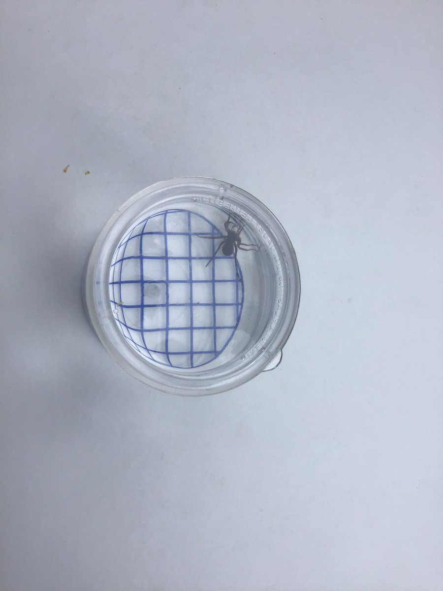 TWeek2019's tweet photo. #whitegroup #thinkweek our first bugs ๐ท๐ https://t.co/JUdPfQfM0h