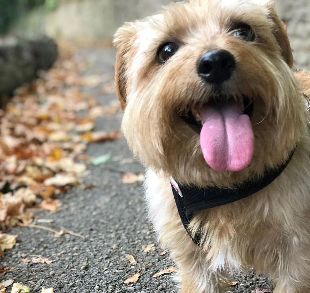 LeagueACS's tweet photo. It's #NationalDogPhotographyDay! ๐ธ๐พPictured here is Bertie-Button; one of our many amazing office dogs at the League.
Tag us in your favourite photo of your dog and we will RT them! ๐ถ
๐ป: https://t.co/O6SSiWLVgG #EndDogFighting #NotBornToFight https://t.co/NpXvg1ms3o