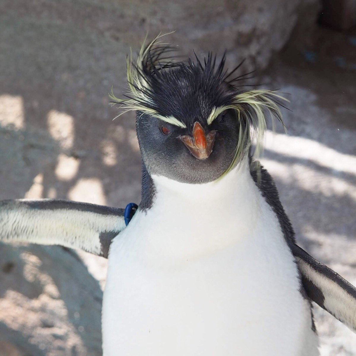 髪が乱れるペンギンさん。 (2019.4.26) #イワトビペンギン