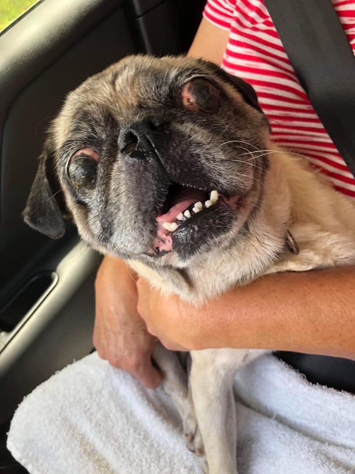 pughearts's tweet image. Sweet Conrad rapidly declined on an emergency transport today &amp;amp; had to cross the #rainbowbridge May he run free 💔 pughearts.com #PugHearts #puglife #houston #htown #texas #tx #pug #pugs #fawnpug #blackpug #pugmix #rescue #foster #adopt #AdoptDontShop #puglove