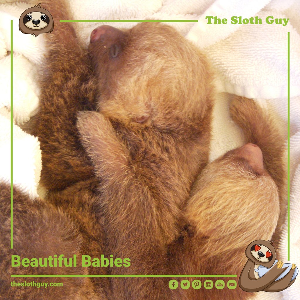 The_Sloth_Guy's tweet photo. #cute #animals #wildlife #cuteanimals #love #animal #nature #animallover #photooftheday #wildlifephotography #sloth #babyanimals #slothlife #nofilter #natgeo #photography #slothsofinstagram #toocutenottopost #ecofolks #toocute #motherhood https://t.co/1fKtct2fAK