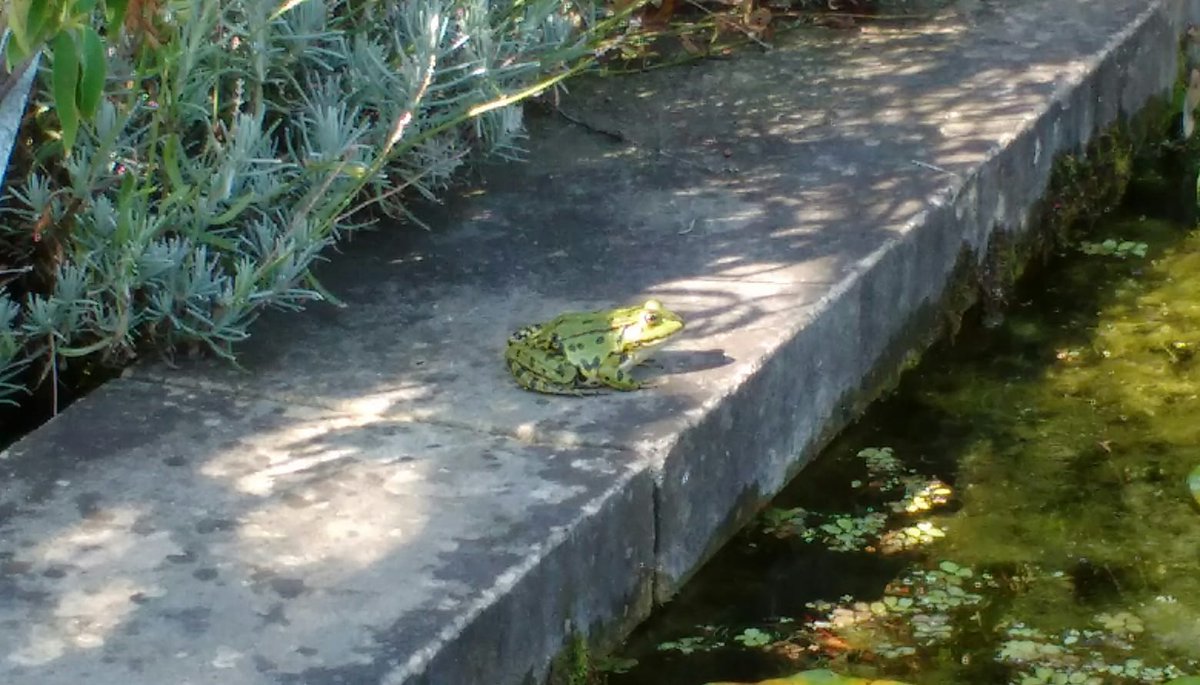 Kiss the frog! 😉🐸💋