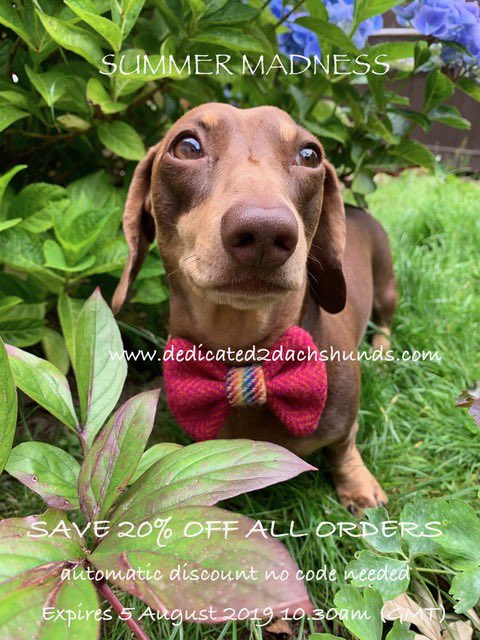 dedicated2dachs's tweet photo. SUMMER MADNESS SAVE 20% OFF ALL ORDERS NOW ! 

https://t.co/1RYXqgEs4H

Automatic discount no code needed 
Expires 5 August 2019 10.30 am (GMT) https://t.co/hQVR6r1a84