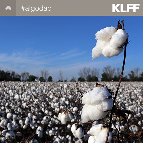 KleffmannBR's tweet photo. Agricultores baianos buscam tecnologias sustentáveis de irrigação durante missão técnica em Israel. https://t.co/pADmg1YAZ4

#algodão #campo #safra2010 #agro https://t.co/biZEZfnPmg