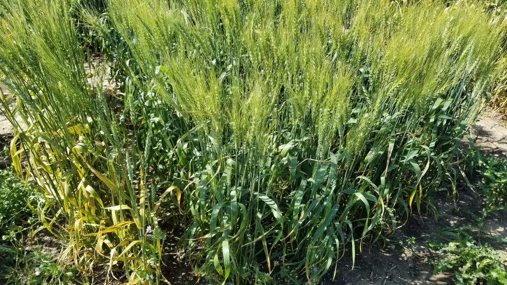 WheatSingh's tweet photo. Very pleased to see excellent level of resistance in our registration trials #wheatbreeding lines in #StripeRust nursery managed by @ReemWheat. Thanks to @AlbertaWheat @SaskWheat @westerngrains for supporting our work. @globalrust #GeneticsAtWork.. https://t.co/XwiLDFJ56X