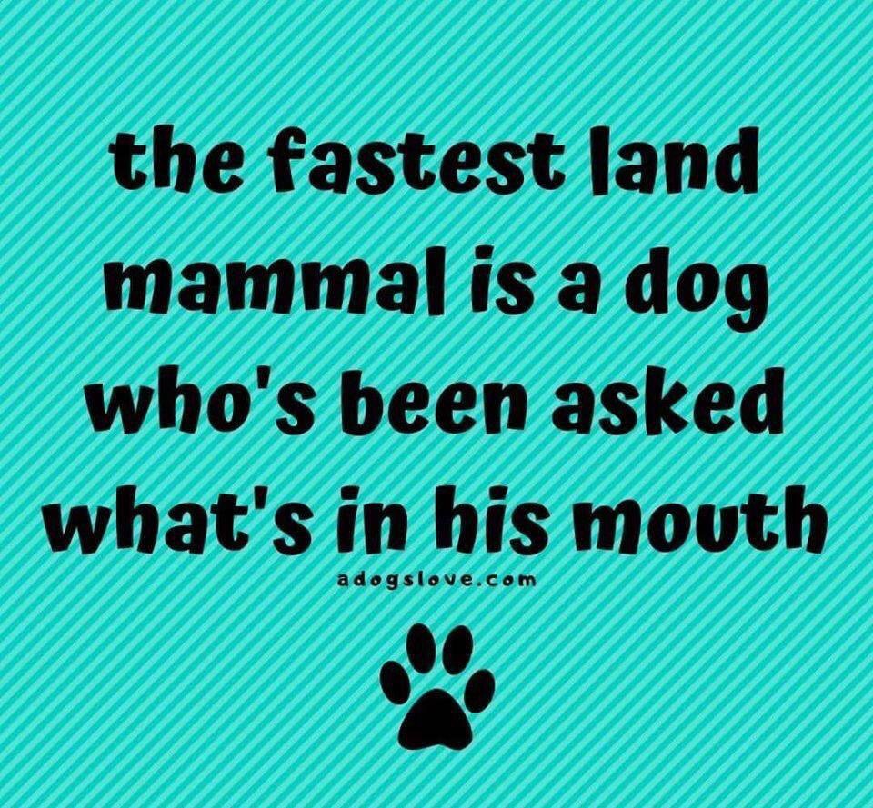 UCDVetBehavService tweet media