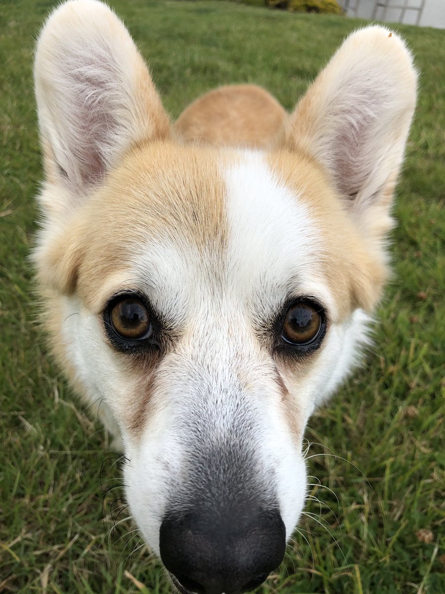 CorgiDyllan's tweet image. Hello?