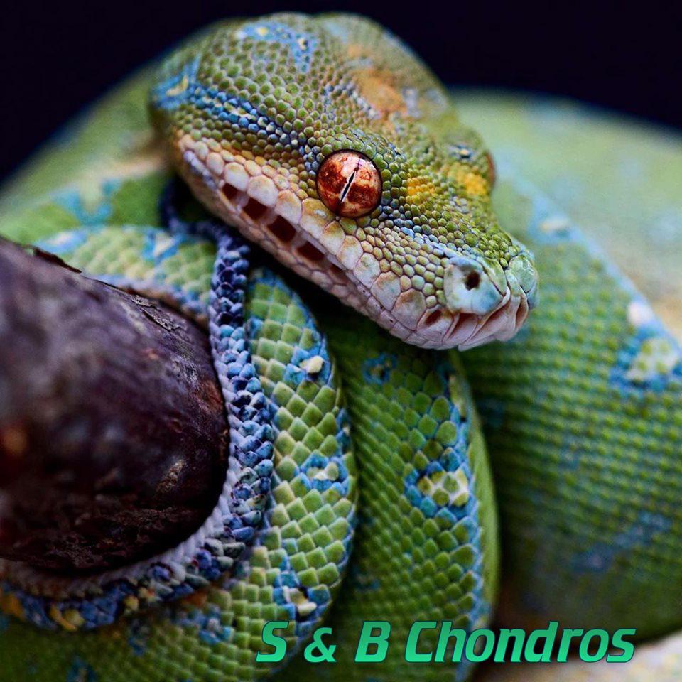 Green Tree Python Teeth