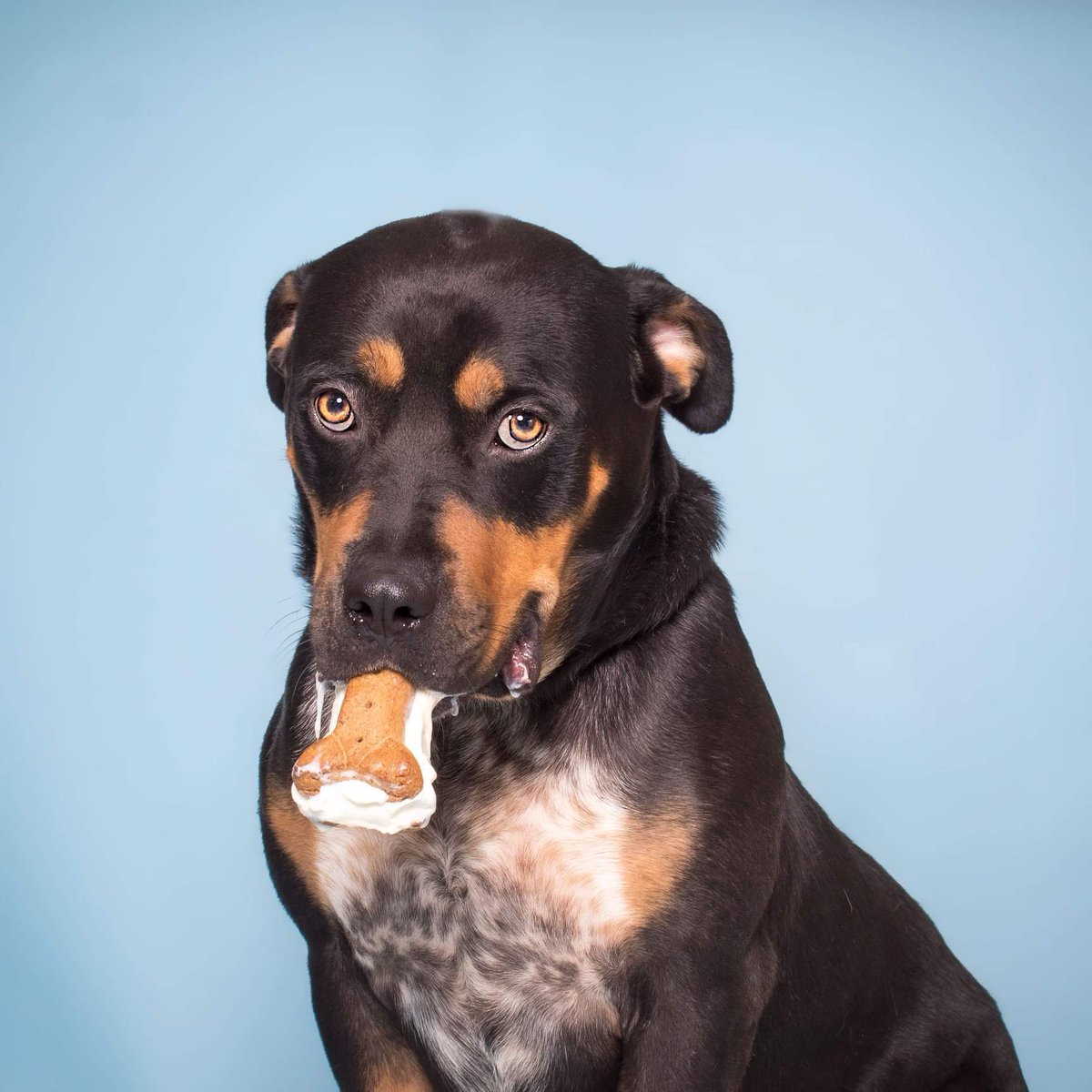 Animal Ark Rescue tweet media