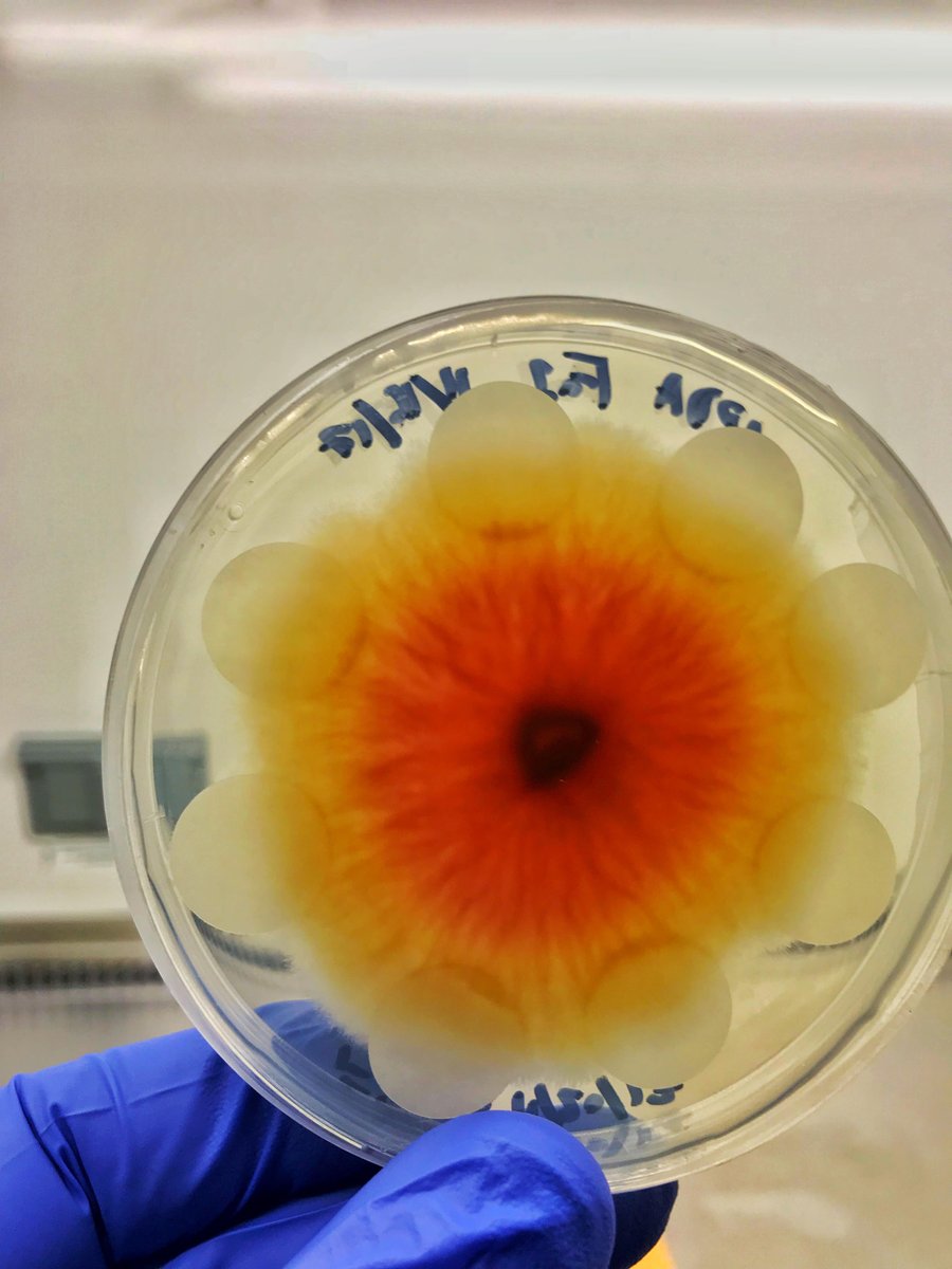 rhizorick's tweet image. Preserving 𝘍𝘶𝘴𝘢𝘳𝘪𝘶𝘮 𝘢𝘷𝘦𝘯𝘢𝘤𝘦𝘶𝘮 on filter discs for storage. Filter discs are removed after colonization, dried in sterile conditions, and frozen.
#mycology #fungalpathogen #lostinthemycoverse #weedscience #plantmicrobeinteractions #thispathogeniskindapretty