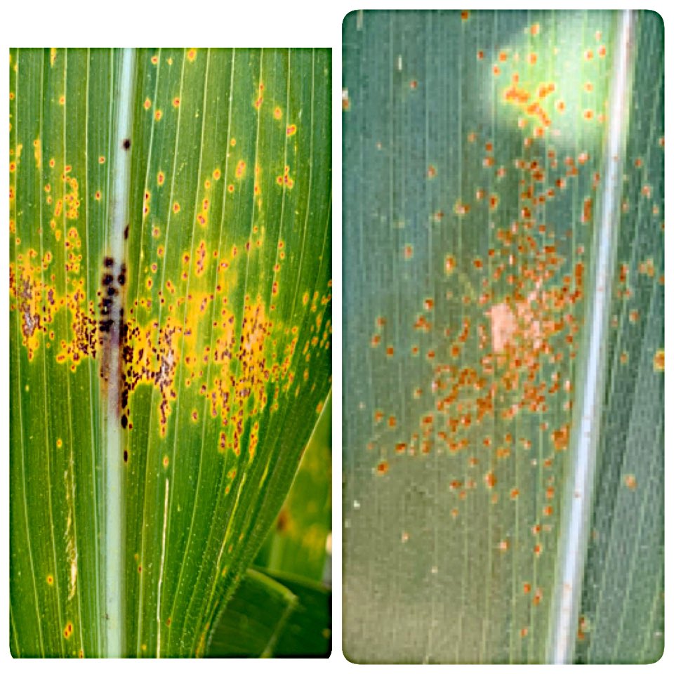 Are these both Southern Rust?  No. Left is Physoderma Brown Spot while picture on right is in fact Southern Rust. Can be tricky to determine at first glance. 👀 for chocolate brown lesions on midrib for Physoderma. Small “Cheeto” colored lesions on Southern Rust. #scout19