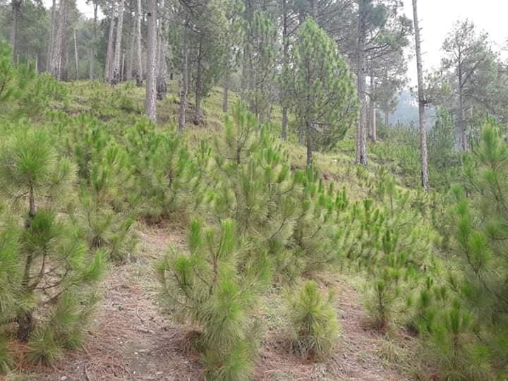 developingpak's tweet photo. Naturally regenerated plants in #Agror Forest Division. #KP Government ensured protection of the forests land by hiring more security staff and fencing the area, which led to an increase in the number of trees in forest through natural regeneration
#BillionTreeTsunami #Pakistan https://t.co/VWgUIMo4Z1
