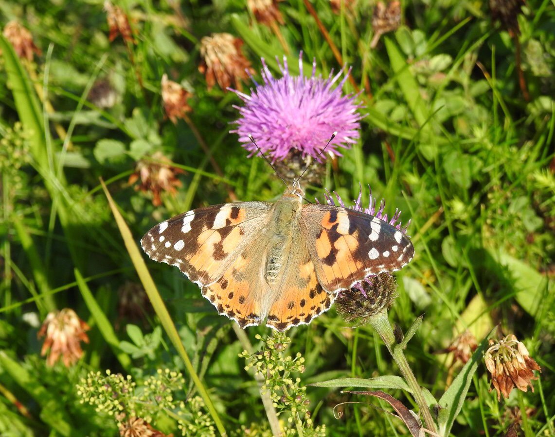 As well as hundreds of #PaintedLadies I saw some fab Dark Green Fritillaries, Peacocks, Meadow Browns, Ringlets, Green-veined Whites & a Small Tortoiseshell on the dunes this afternoon #Northumberland @savebutterflies @BBCSpringwatch #ButterflyCount @Team4Nature @britbutterflies