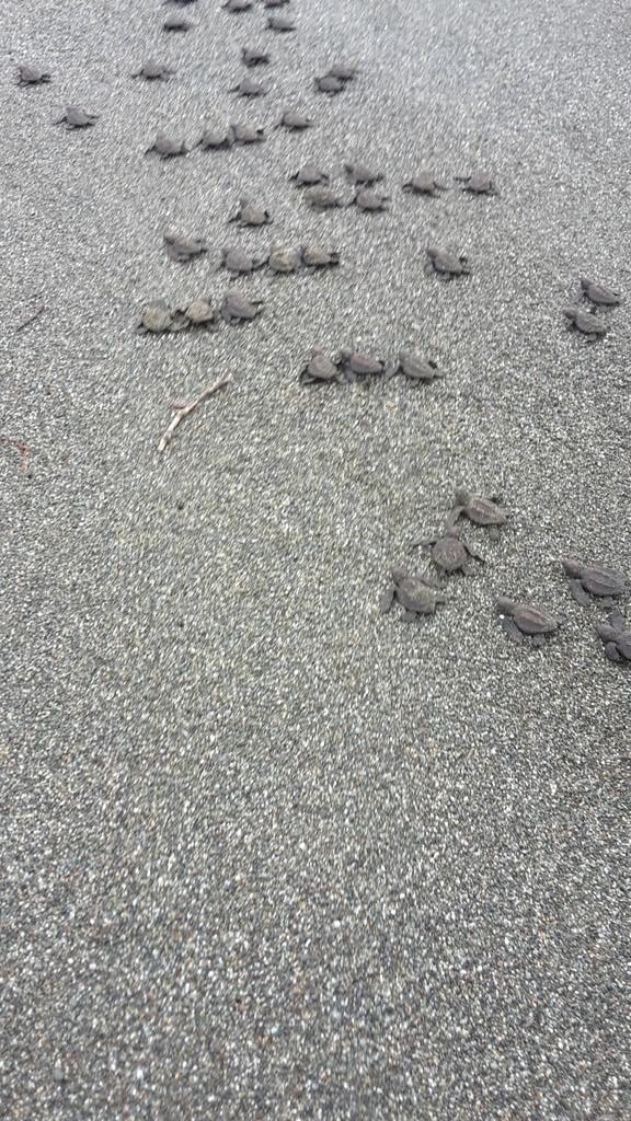 Horsforthdofe's tweet photo. Today we helped 57 baby turtles out of the hatchery to begin their lives in the pacific! #osaconservation #turtles #conservation @weareworldchall https://t.co/HFVe6oj2m9