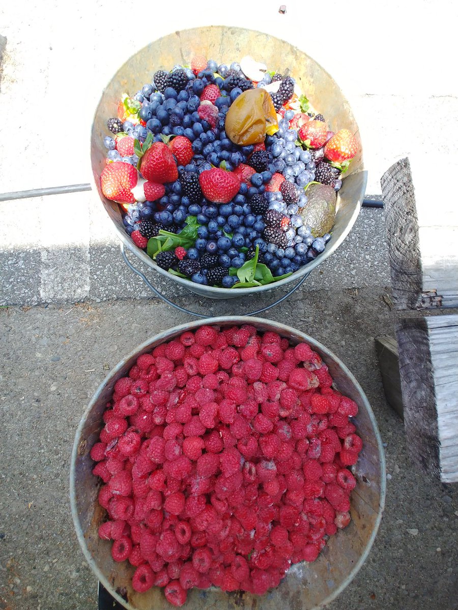 ccdsserveon's tweet photo. Volunteered at LaSoupe today sorting donated berries! These buckets of unusable sweetness will go to a pig farmer! #nowaste #serve on #CCDS https://t.co/dsS08EMpyE