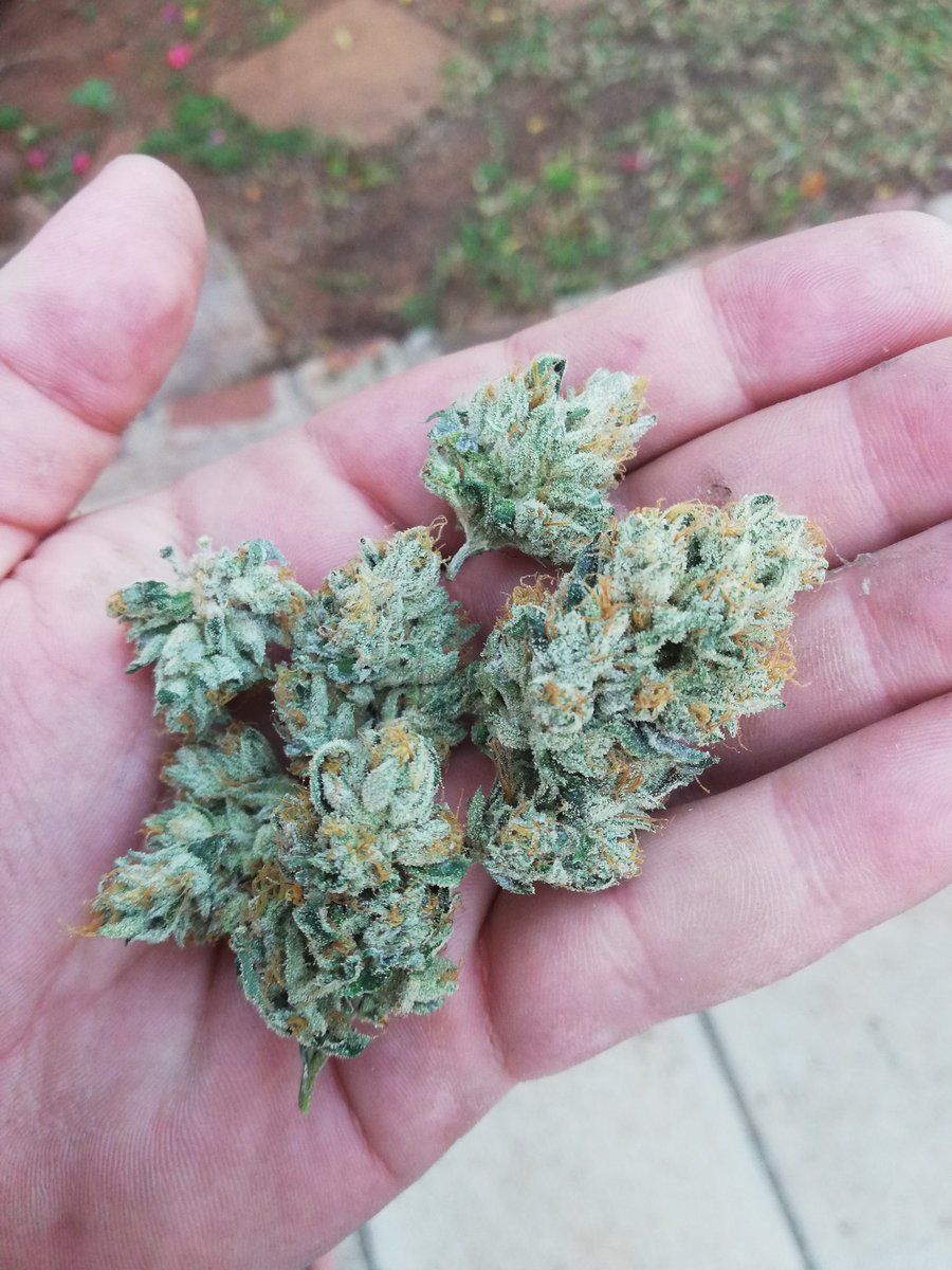 OrgaNack's tweet photo. Everytime I smoke on my cut of og18 I fall I love with her all over again. There's a reason I've the mother for close a year now.

#gas #weed #420friendly #og18 #growyourown #notforsale #healyourself #terpenes #southafricancannabisculture https://t.co/o0qBIQU35M