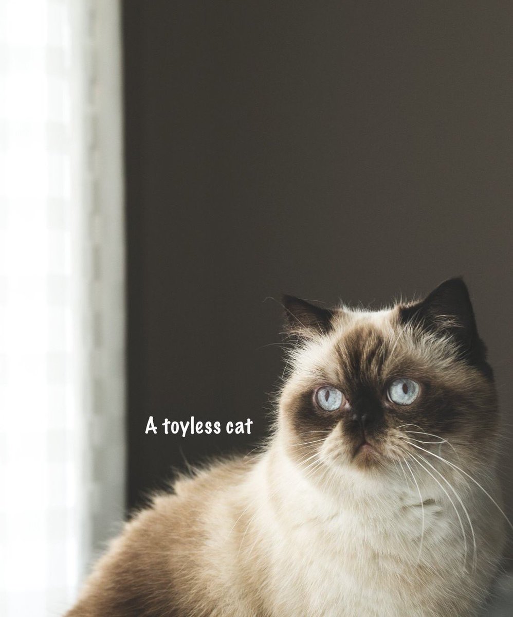 Creme de la Whiskers tweet media
