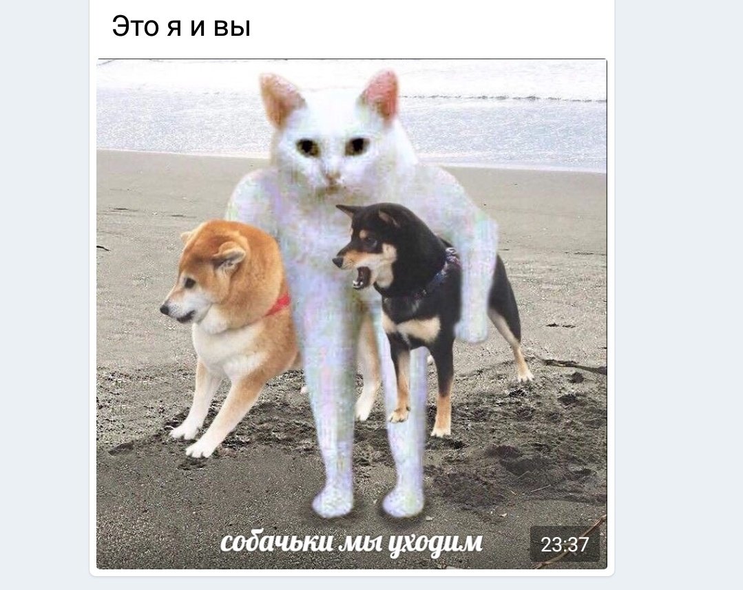 Собирайтесь собачки мы уходим