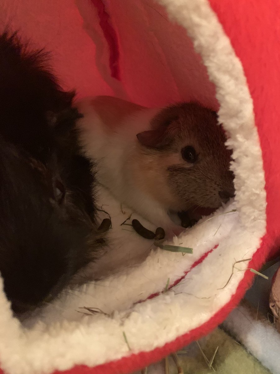 draggypigs's tweet photo. New piggy update! His name is Les and today he got to meet his big brother Luxx :) https://t.co/VrBDjwZ8lb