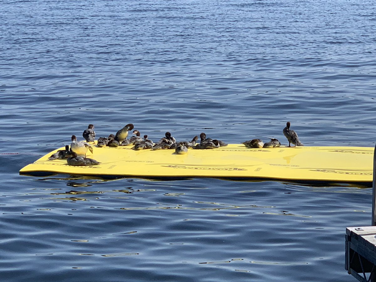 Sorry to say, we are at capacity at the lake. #wildlife #falconlake