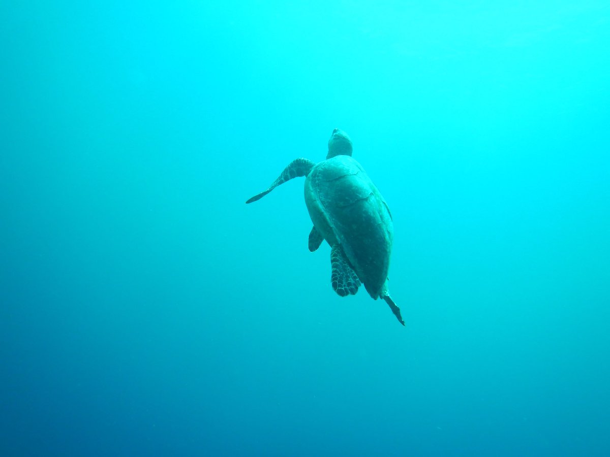 HGS_OpWall's tweet photo. More #turtles @opwall @HitchinGirls #roatan https://t.co/S9pMToBrXY