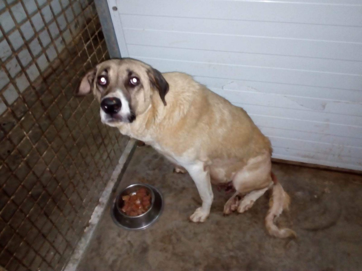 #ARABIA está mucho mejor, mueve el rabito alegremente cuando ve a alguien y eso que nos dijeron que perdería sensibilidad, aún le queda un tiempo de reposo y recuperación, muchísimas gracias a su estupendo padrino que nos está ayudando con todos los gastos