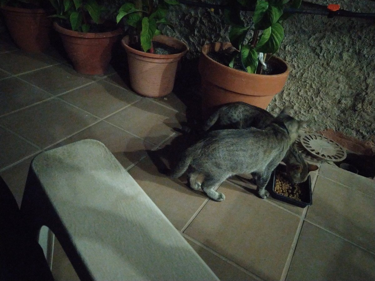 Una gata ha aparegut a casa per a buscar menjar, però no deixa que ens apropem a ella. L'Hiru no li bufa, no sé si estarà abandonada o és d'alguna casa :(