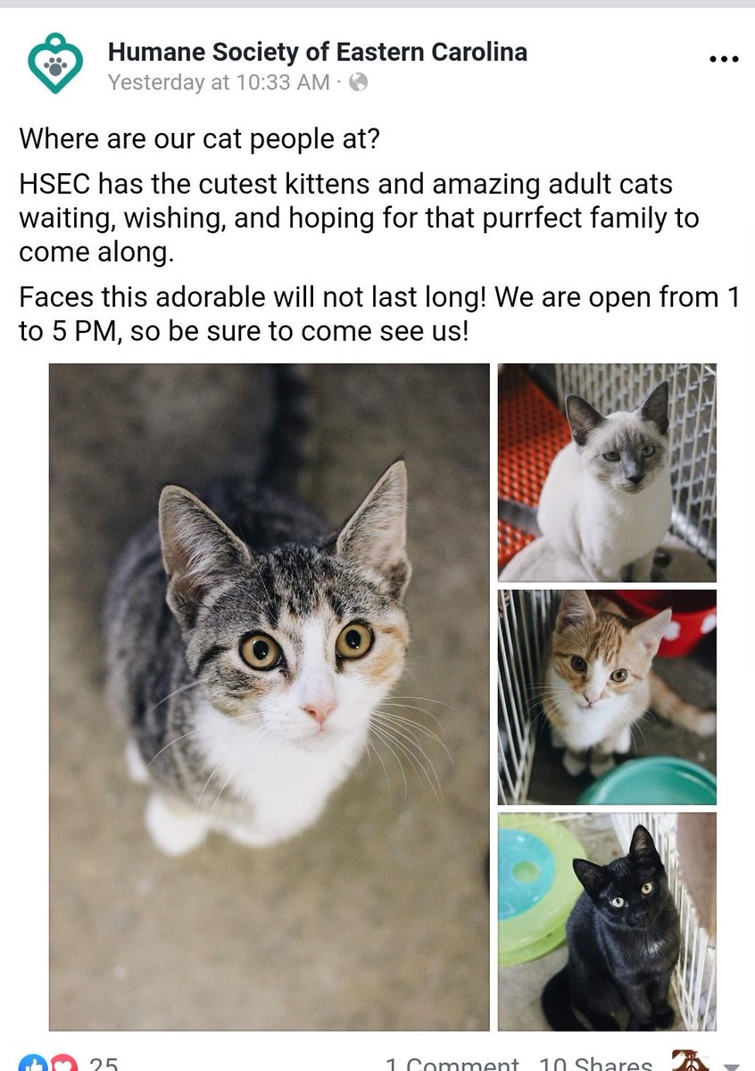 SimplyMeACB's tweet image. .@HSEC has these adorable #kittens  #AdoptDontShop 🐈🐾🐈 #Greenville #NC #ENC #ECU