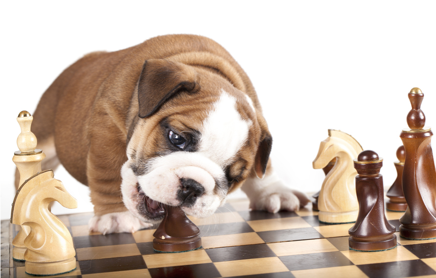BaggyBulldogs's tweet photo. Checkmate! ♟️ https://t.co/GzSTZqDS5w