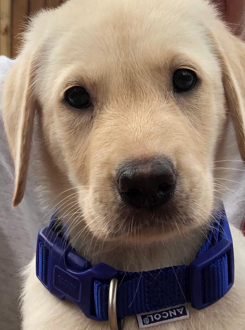 Today we collected our new labrador puppies who will join our Puppy Development Programme. Two of them will hopefully become super mums to our future Police Dog litters🤞Here's baby Sydney learning to strike a pose 📷🐾#genetics #labradors #futuremums #searchdogs