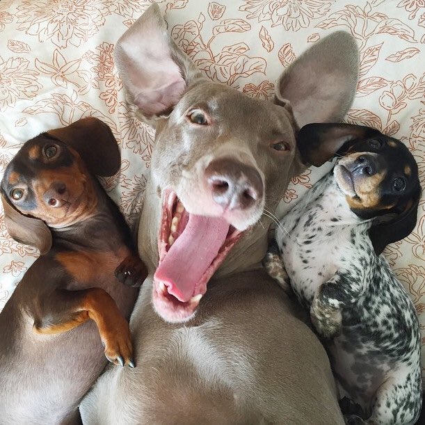 bowendogranch's tweet photo. The puppies are perfecting their selfie faces! Did you know we post on all of the social media platforms, including Facebook and SnapChat (and Instagram, YouTube, LinkedIn... you get it😉)? You do now! So if you don’t see your pup on here, check out our other platforms! 🐶🐾😃🤳 https://t.co/04MfLIOKr0