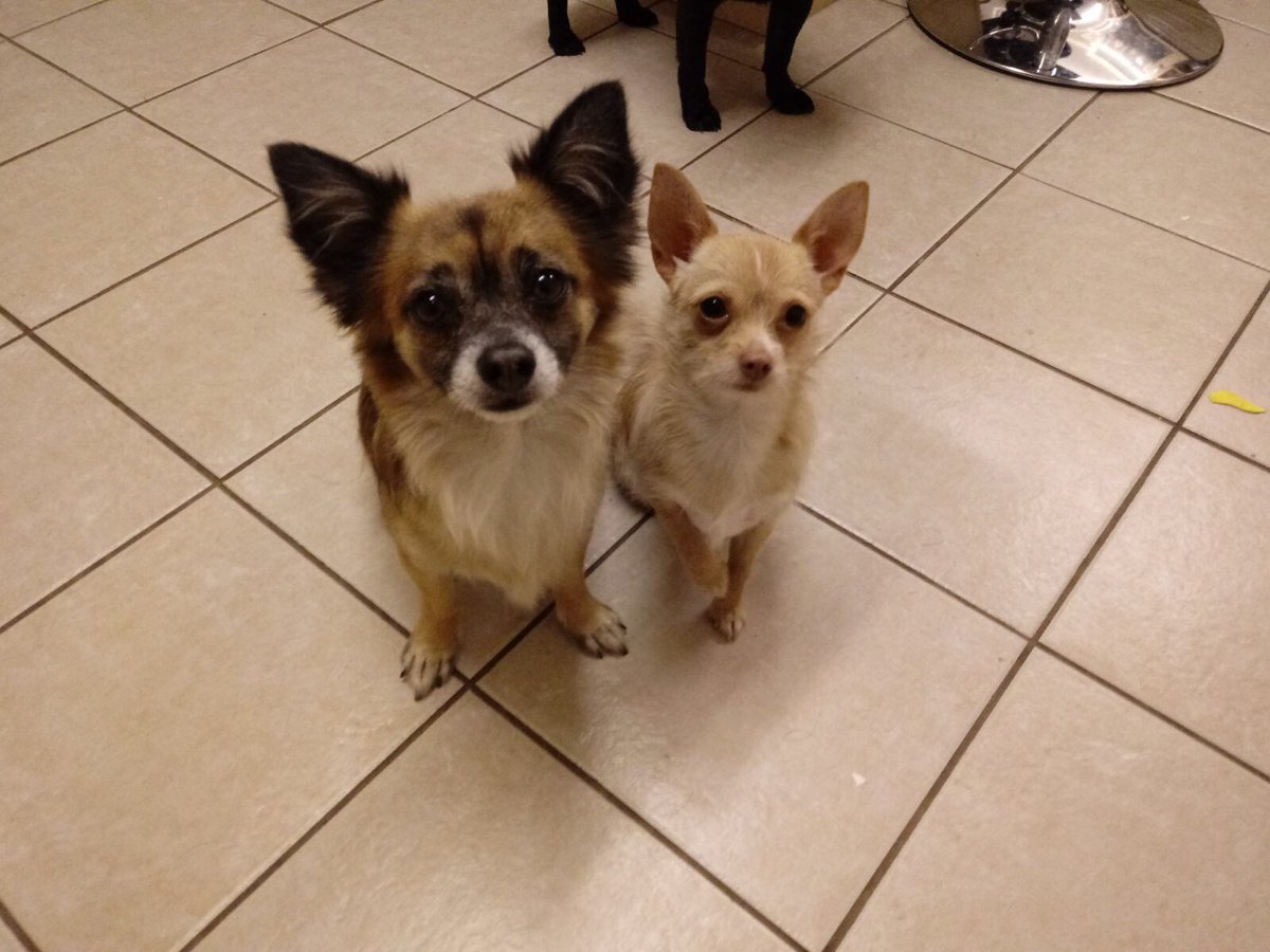 alfit_d's tweet image. Double trouble! Alfie &amp;amp; Margot  #nationaldogphotographyday