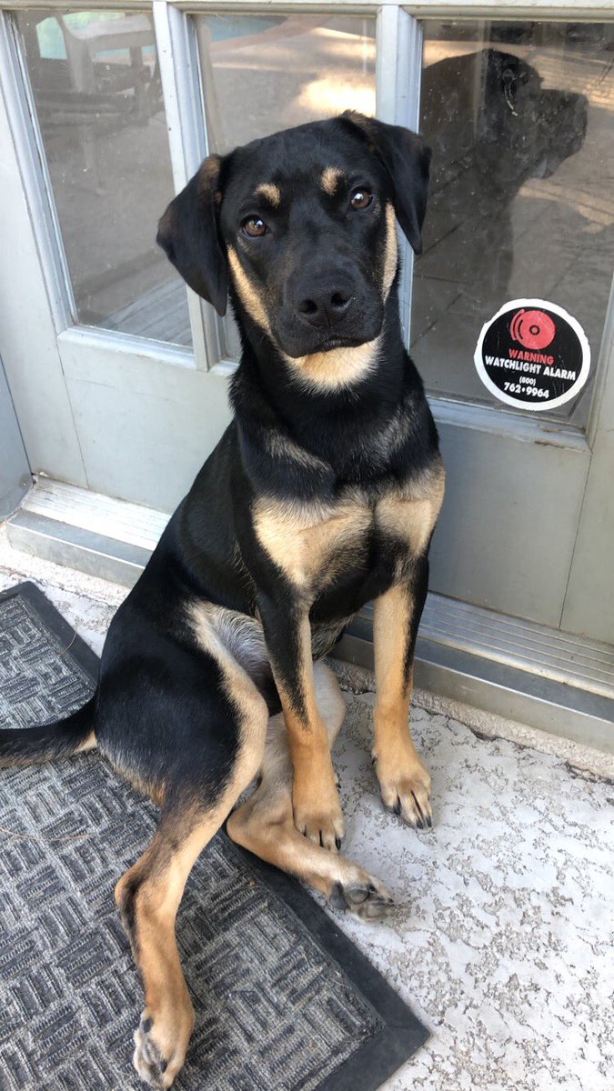 laurel_adams's tweet photo. The goodest boy https://t.co/0ZLt3X3C9P