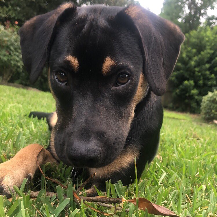 laurel_adams's tweet photo. The goodest boy https://t.co/0ZLt3X3C9P