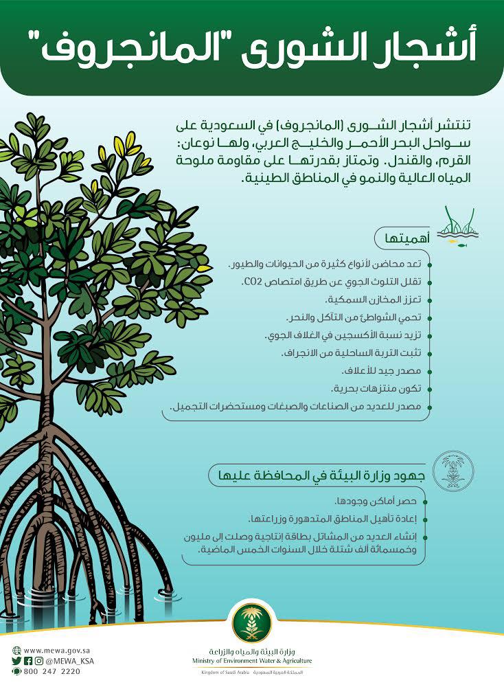 إمارة مكة المكرمة توجه 4 جهات لمنع التعديات على أشجار المانجروف صحيفة الاقتصادية
