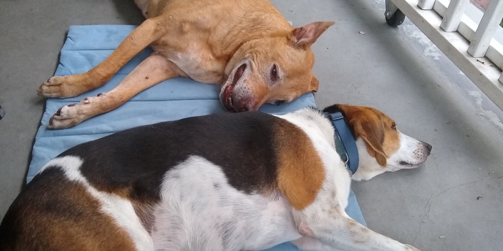 fluentprgroup's tweet photo. We're ready for the weekend over here. #FluentPR #Pupscicles #WeekendVibes https://t.co/txlOTX043P