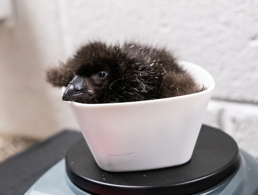 Georgia Aquarium tweet media