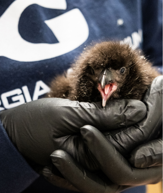 Georgia Aquarium tweet media