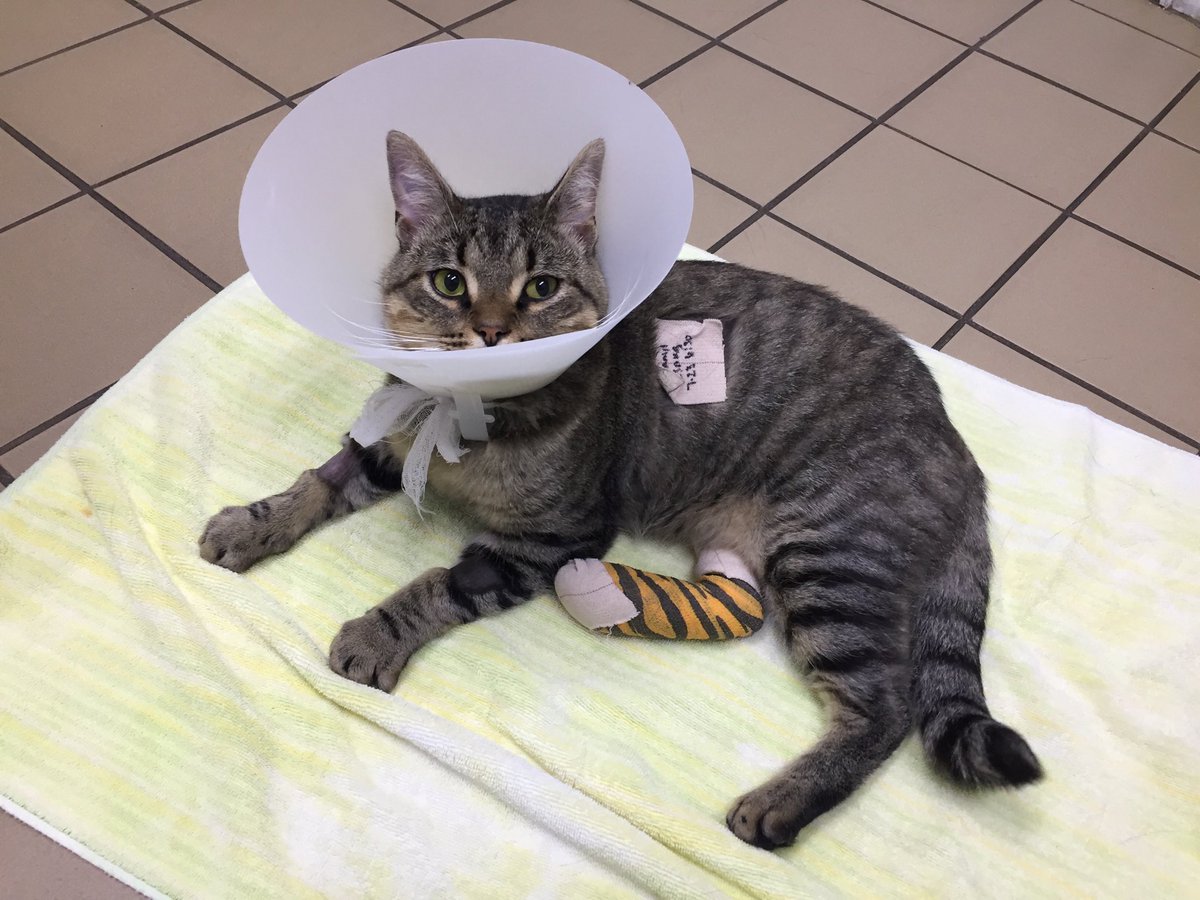 One of my new colleague’s cat Henry had surgery yesterday....he will be fine but is not happy