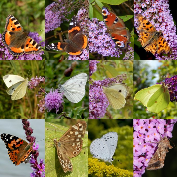 Er zijn al meer dan 8000 tuintellingen ingevoerd. Halen we de 10.000? Morgen en overmorgen is de temperatuur wat vlindervriendelijker, dus laten we nog ff een eindsprint inzetten! #VlinderMee vlinderstichting.nl/vlindermee