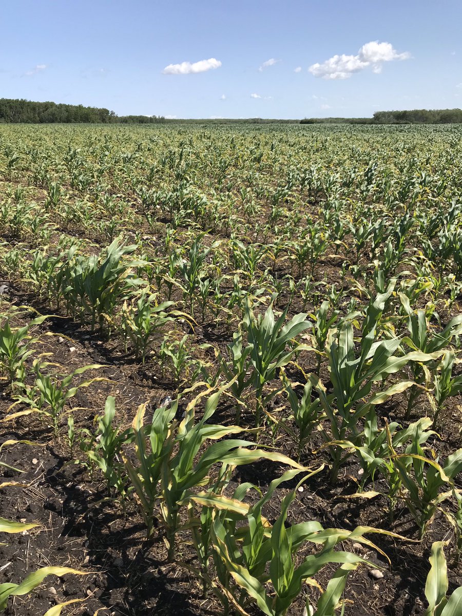 Aggeez28's tweet photo. Severe Potash deficiency in corn, very dry conditions on coarse soil. #agronomy #fertility #scoutingfields @Bayer4CropsCA https://t.co/uCrTrpnSry