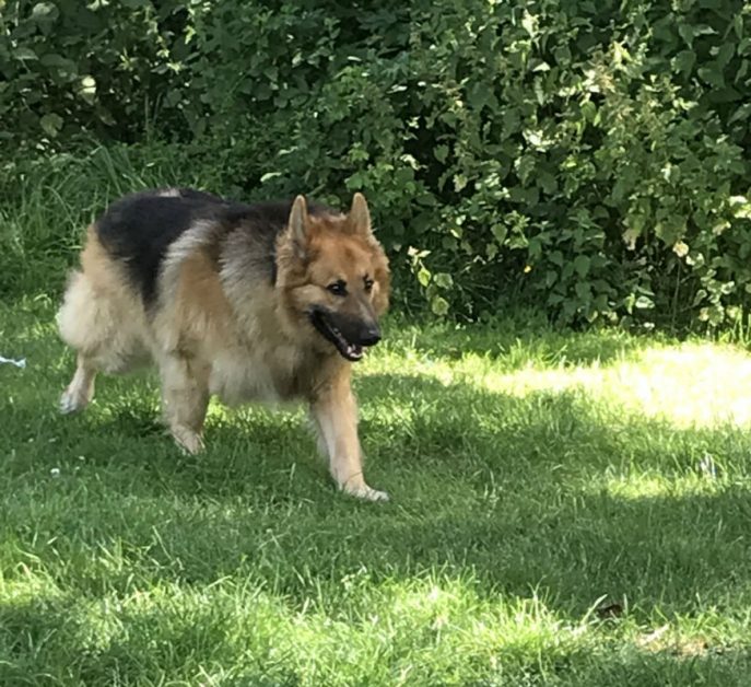 gsrescueelite's tweet image. 7yr old Max needs a new home as his humans have to move and can&apos;t find anywhere that accepts #dogs he can live with older kids and is ok around dogs with careful intro 
#GermanShepherd 
#Essex
gsrelite.co.uk/max-29/