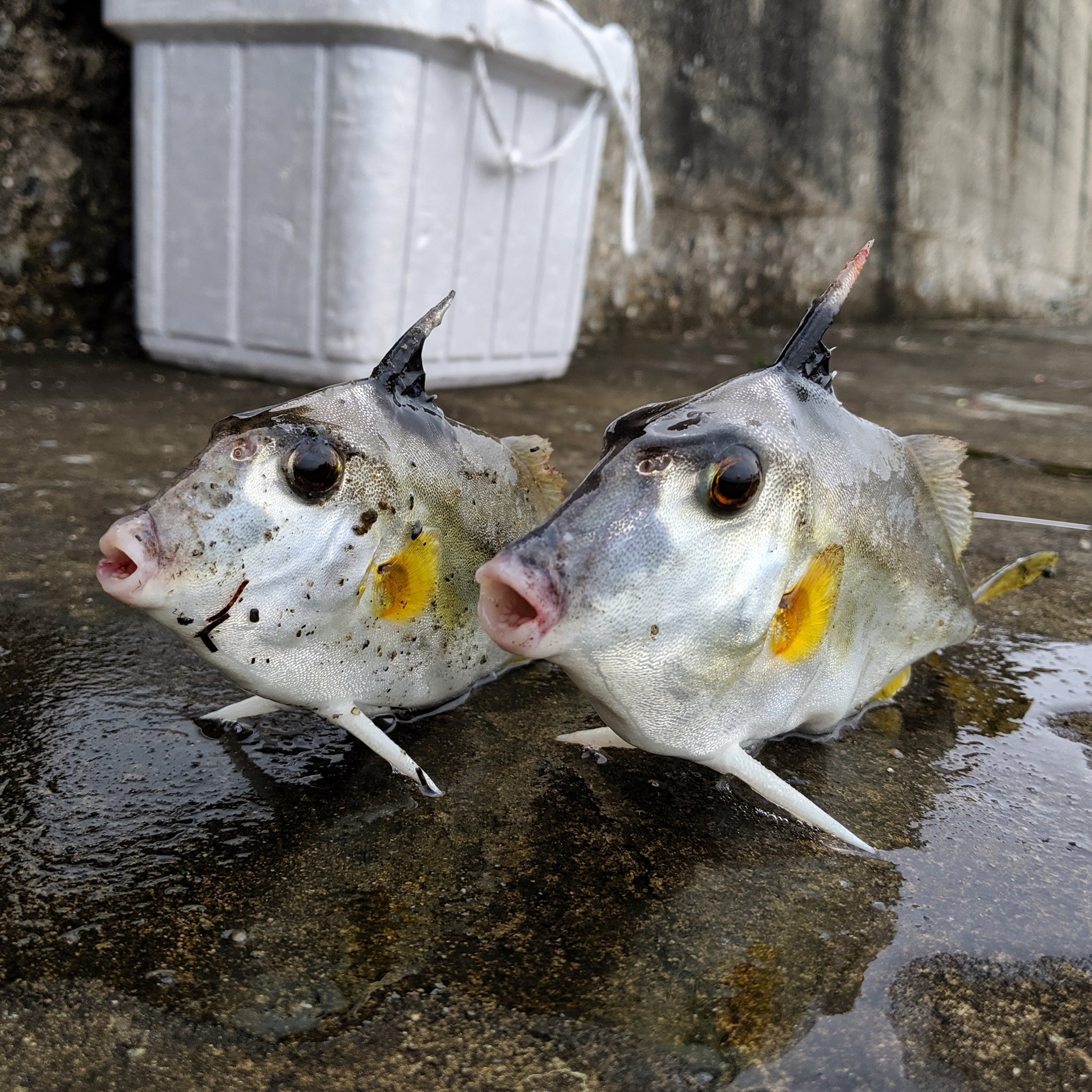 Leahi3187 今回の釣りは面白かった 初めて釣ったこの ギマ って魚にびっくり 腹と背に硬く鋭い棘があり絶対毒持ちだろうと思ってリリースしてたけど 調べたら無毒でしかもカワハギの仲間で大変美味とわかり持ち帰ることに 皮を剥いで煮付けにしたら