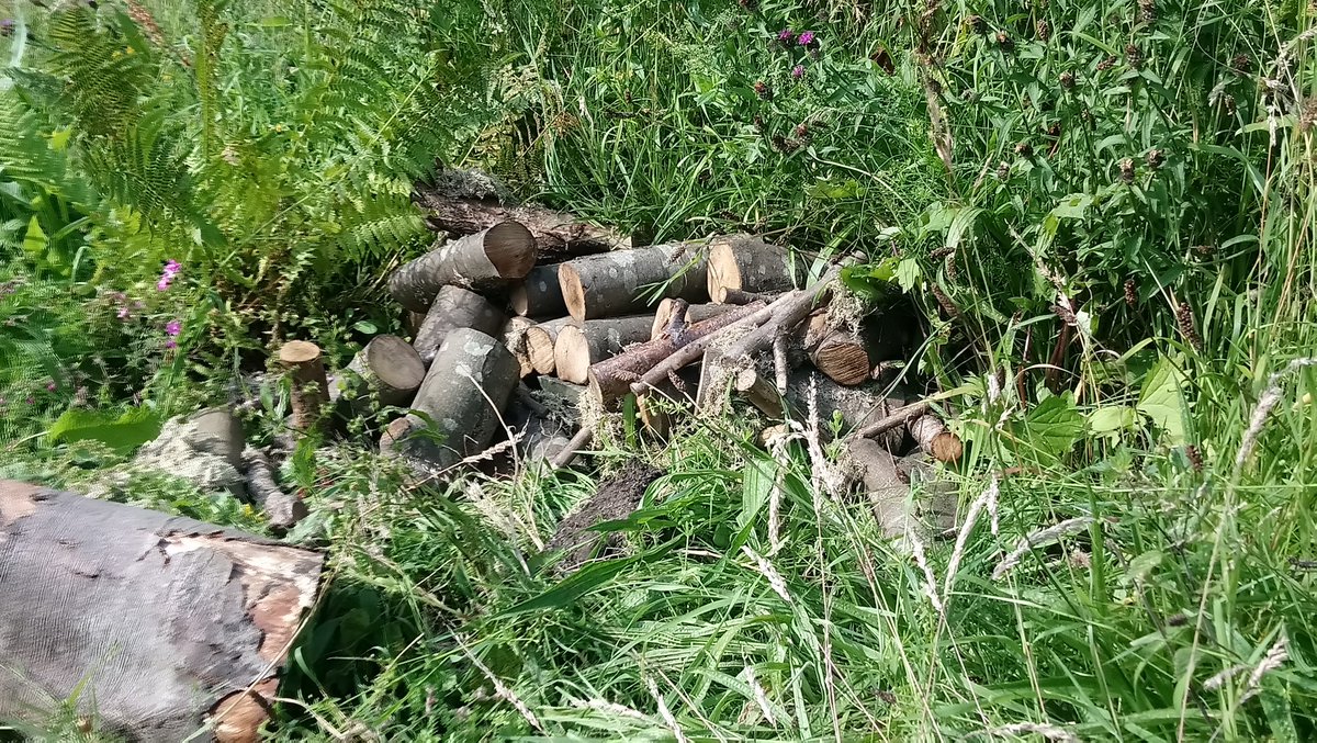 joy ladds tweet media