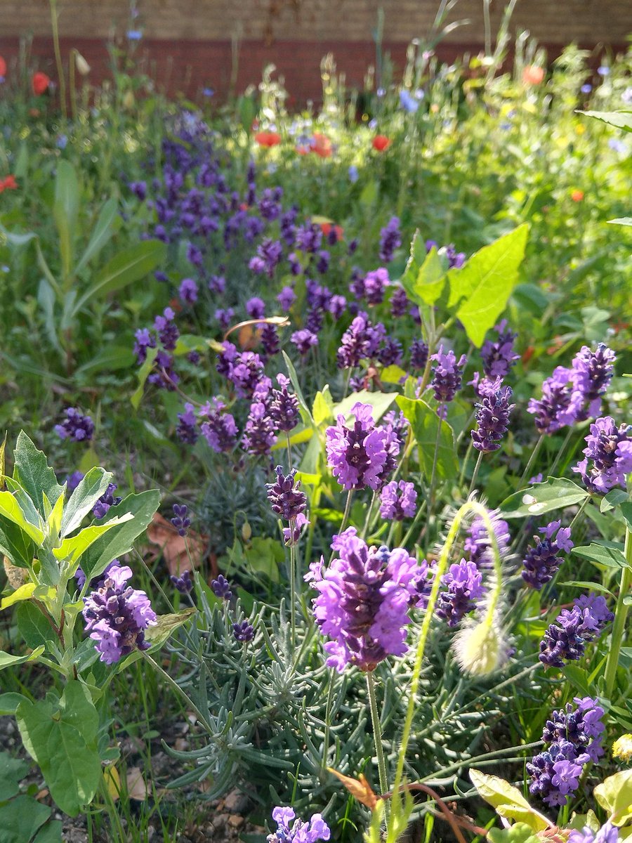 matterarch_uk's tweet photo. Join us tomorrow for the launch of our #makingplaceswf project at Linear Park. We'll be speaking about the work we've been doing and giving away booklets of our research. We'd love for you to be there! @lucyhharrison @wfcouncil @LondonNPC 
#greenercityfund https://t.co/UI9RqQ7sB1 https://t.co/ImC6rS7ITz