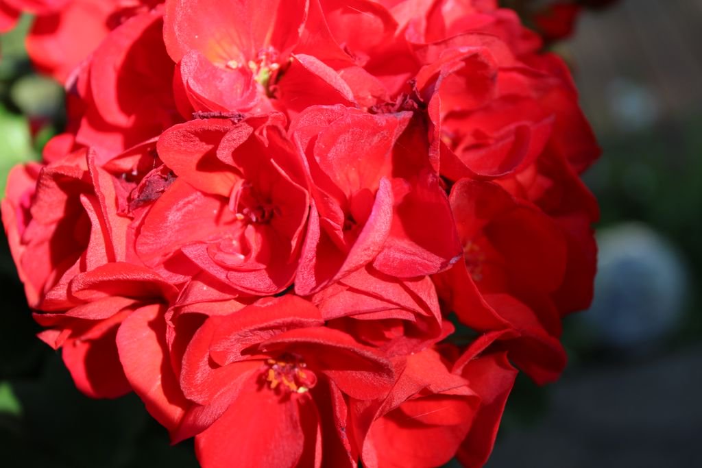 🌳  Why don't you stop and smell a flower today?
🌳  I love the scent of flowers, they have such a #calming effect and can evoke strong memories and #emotions because the #olfactory system connects directly to the #amygdala in the brain which is a center for emotions